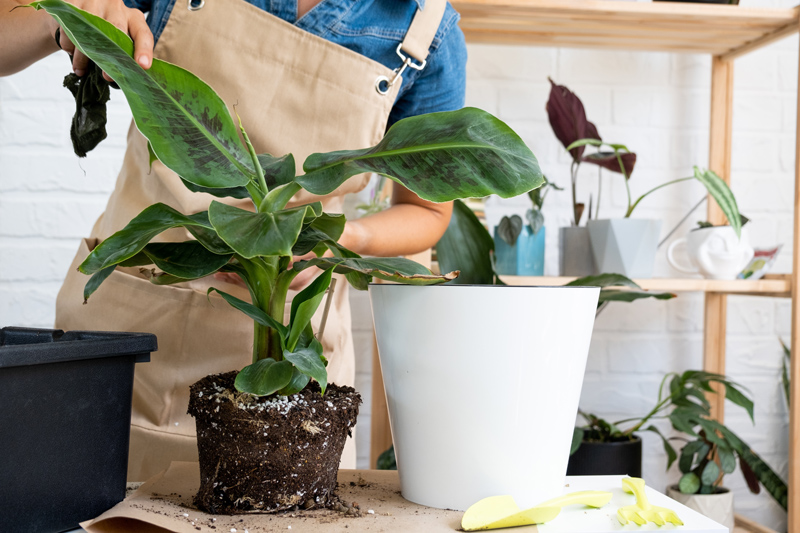 plant in soil outside a pot being prepared to be replanted