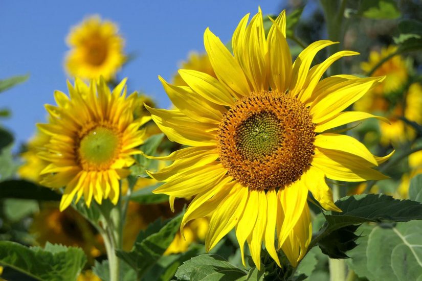 bright yellow sunflowers with blue sky in the background