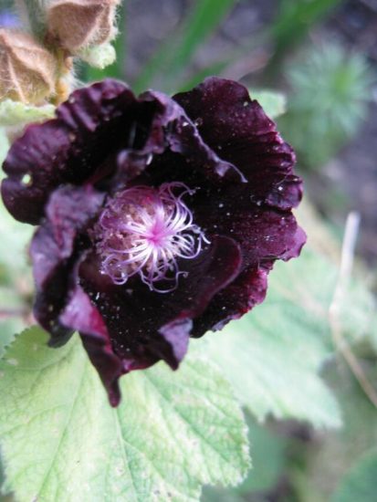 Close-up of hollyhock nigra flower
