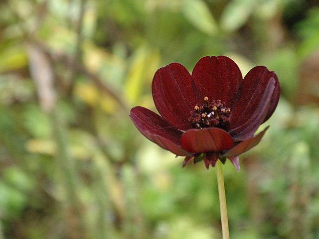 Close-up of chocolate cosmos flower