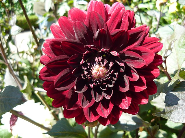 Close-up of dahlia karma choc variety
