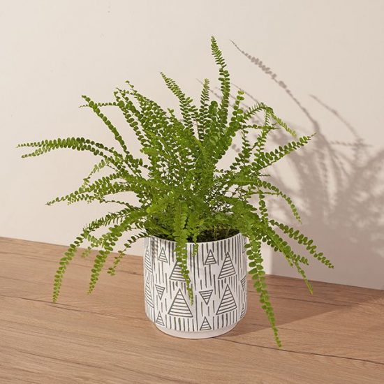 Lively green fern in white and grey patterned pot.