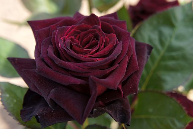 Close-up of black baccara rose
