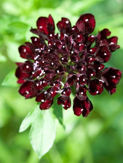 Close-up of scabiosa black knight flower