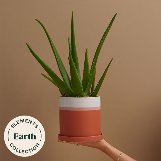 Aloe vera in a red, pink, and white glazed ceramic pot