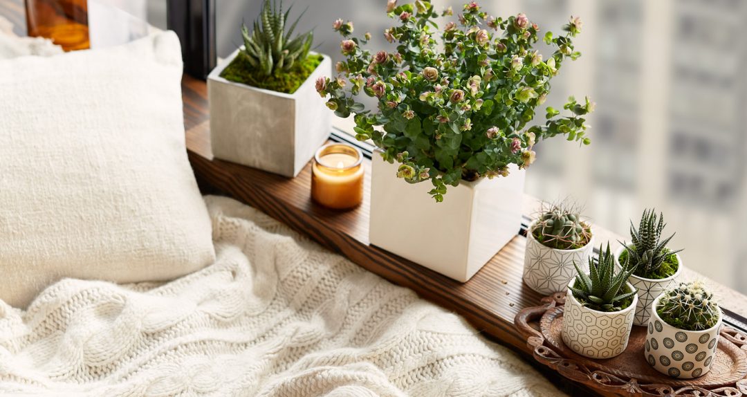 row of plants on the window sill next to a bed