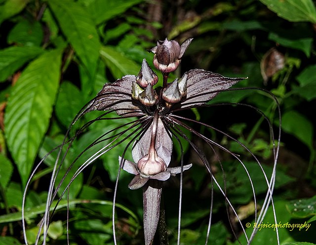 Close-up of black bat flower