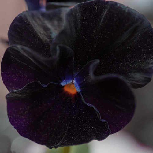 close up of black pansy flower