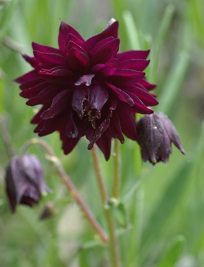 Close-up of black barlow columbine flower