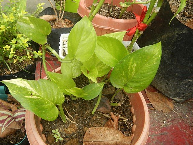 Golden pothos plant in a terra cotta pot