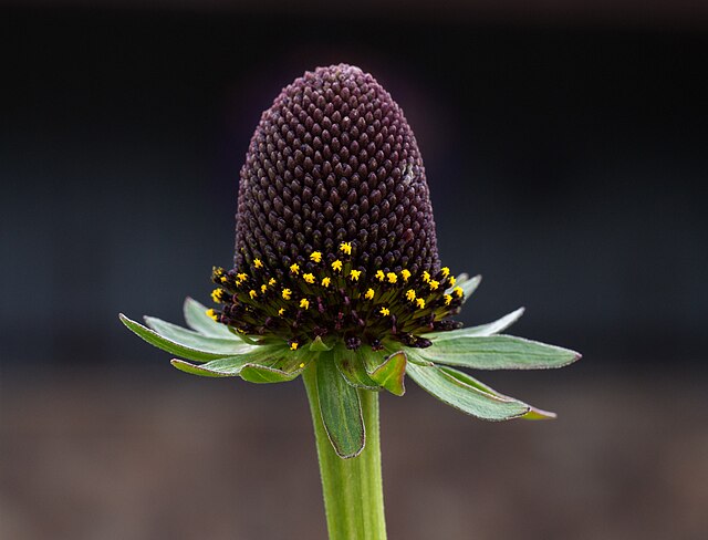 Close-up of green wizard coneflower