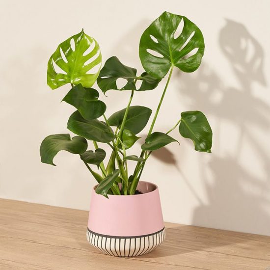 Bright monstera plant in a pink, white, and grey pot