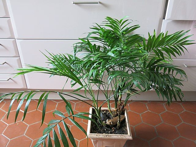 Parlor palm in a square off-white pot on a red tiled floor