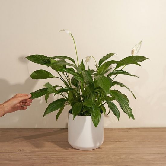 Green peace lily with white blooms in a white pot