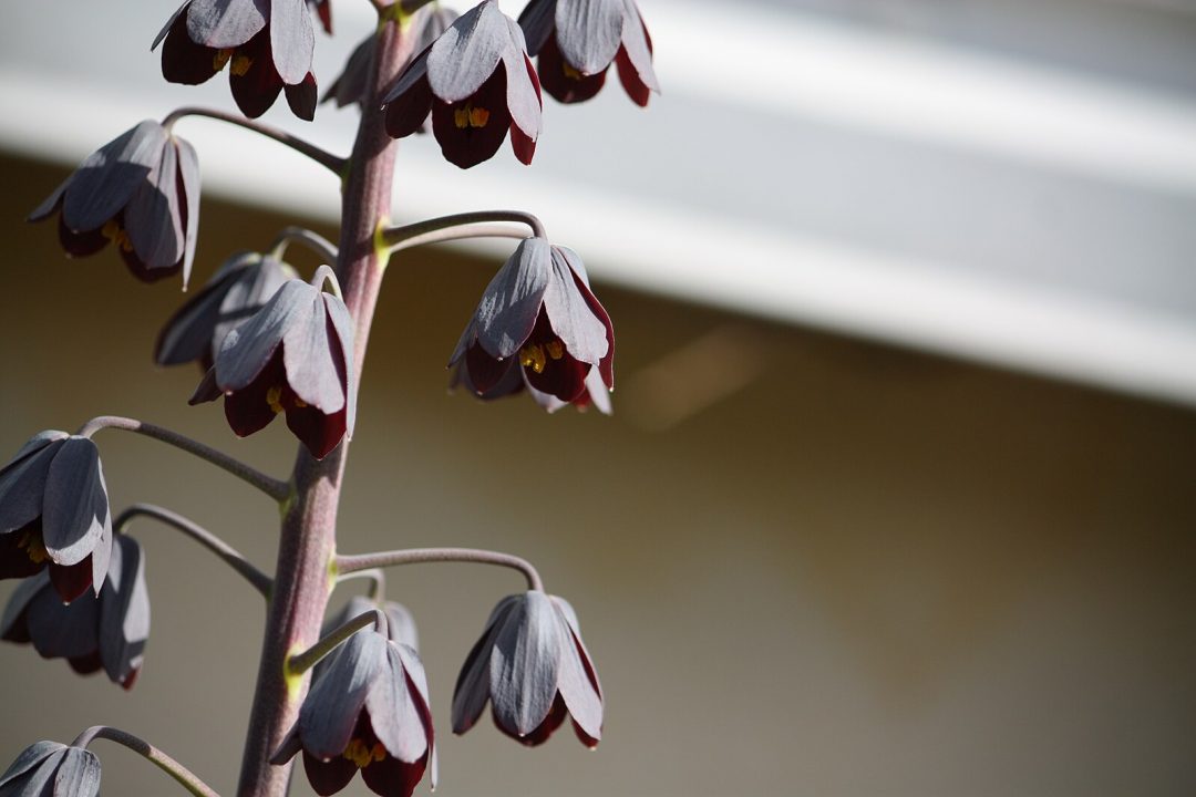 Close-up of persian lilies