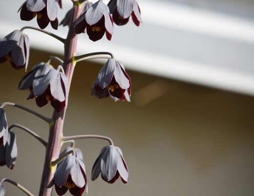 Close-up of persian lilies
