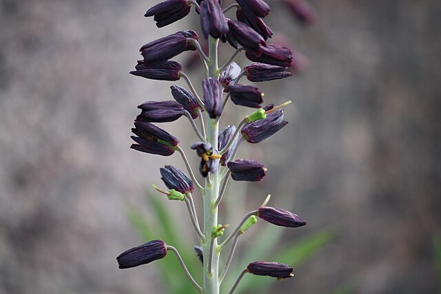 Close-up of persian lily stalk