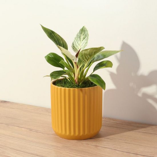 Small philodendron in an orange pot.