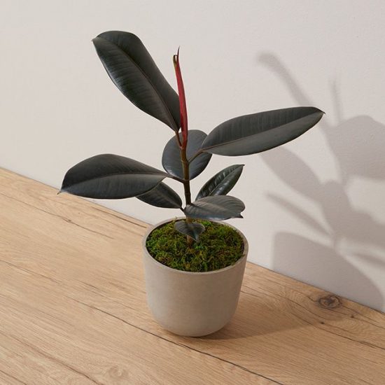 Dark green rubber plant in a taupe ecopot
