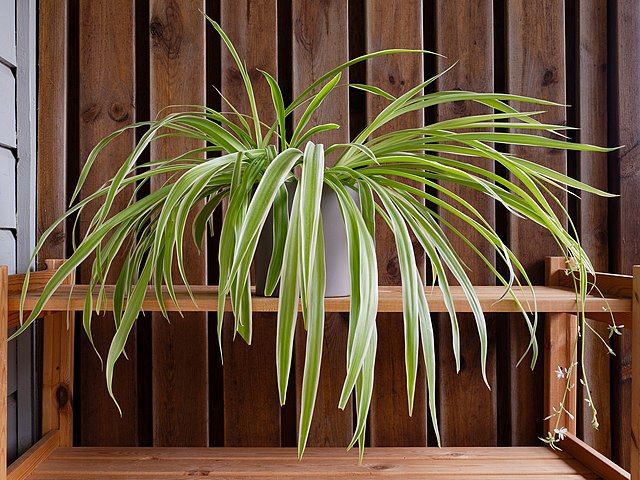 Spider plant with flowers and plantlets hanging on a stem from the larger plant.