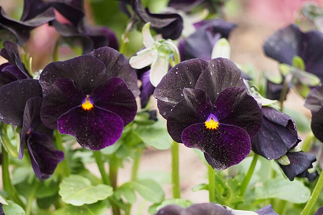Close-up of multiple viola blackout flowers