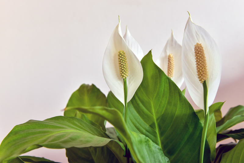 close up image of peace lilies