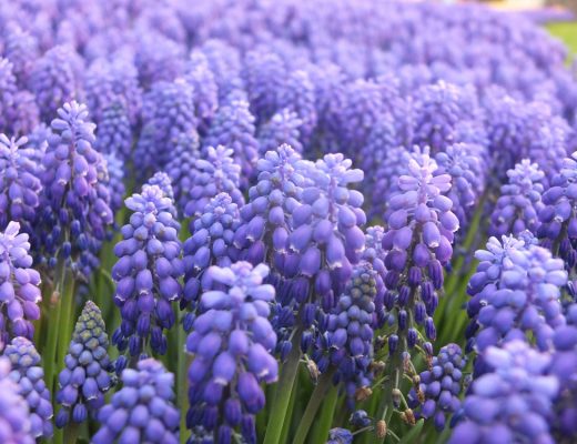purple hyacinth flowers