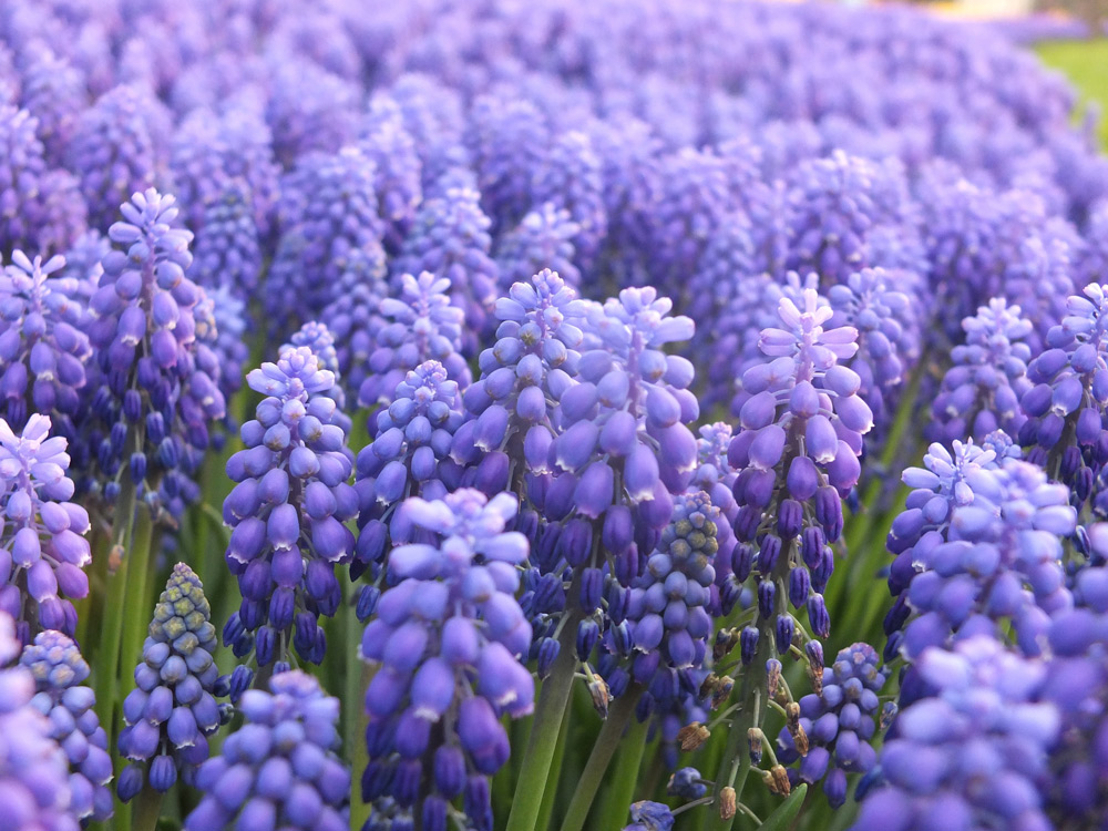 purple hyacinth flowers