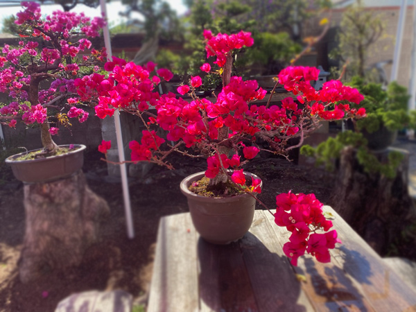 potted reddish-pink and purple bougainvillea bonsai on table outdoors