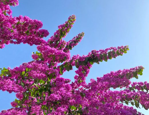 pink-purple bougainvillea flowers