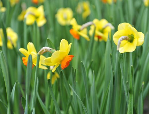yellow daffodils in the field