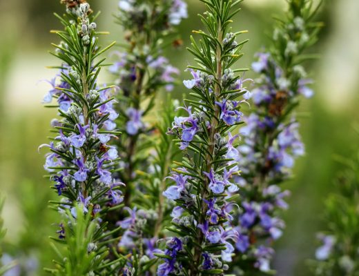 purple flowers from rosemary herbs