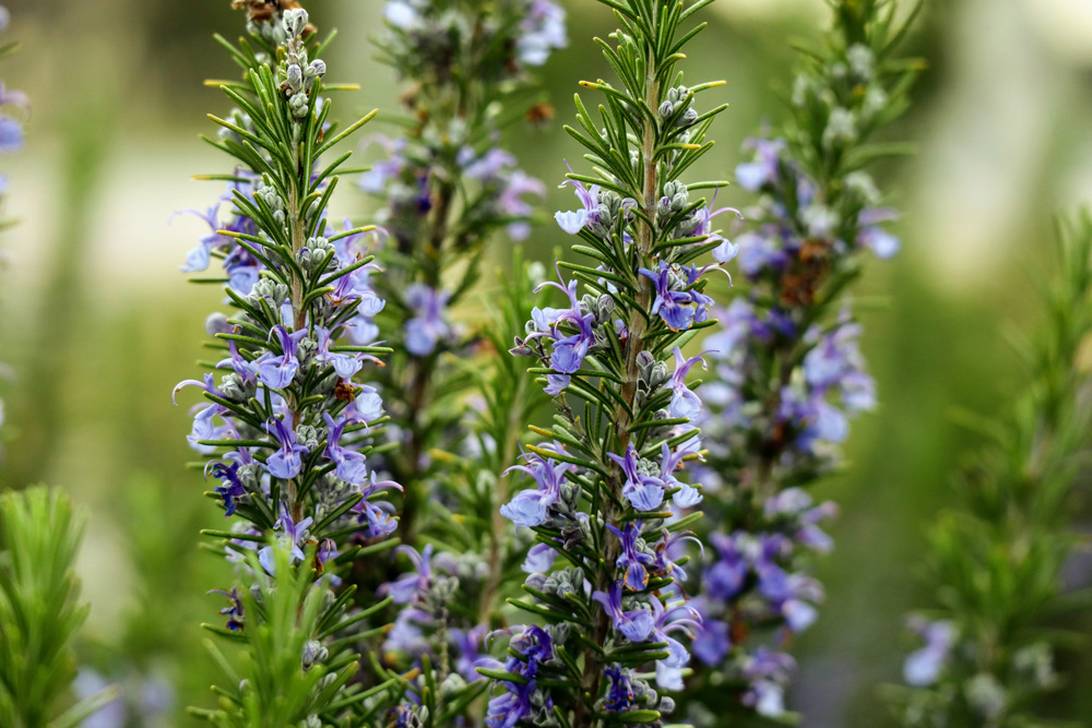 purple flowers from rosemary herbs