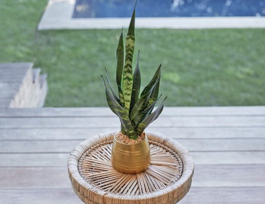 potted snake plant on a wicker side table outdoors on a patio