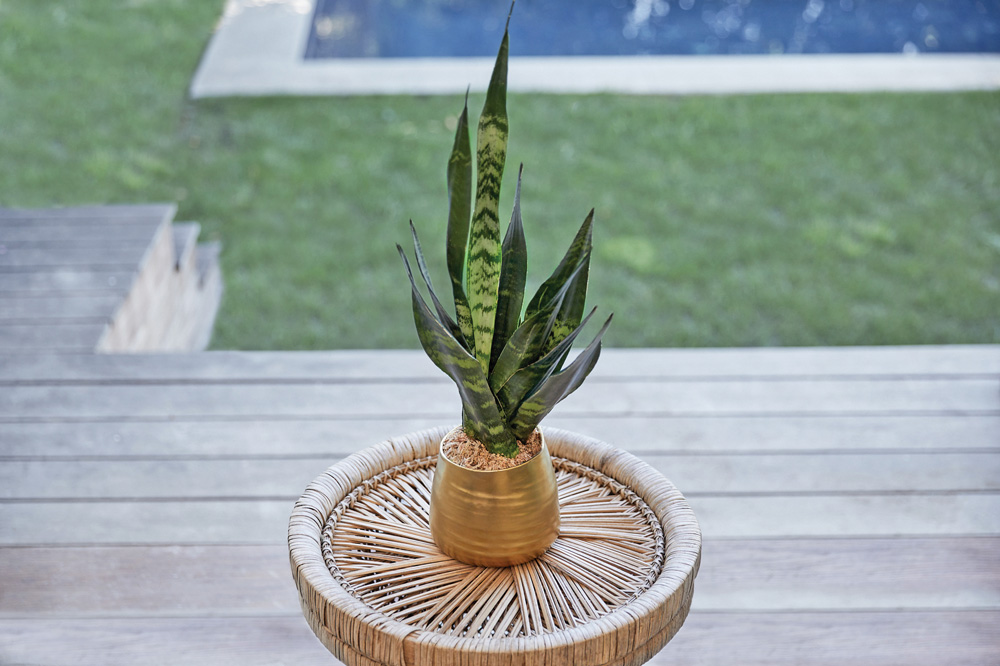 potted snake plant on a wicker side table outdoors on a patio