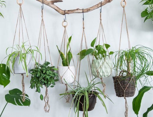 variety of hanging houseplants against a wall