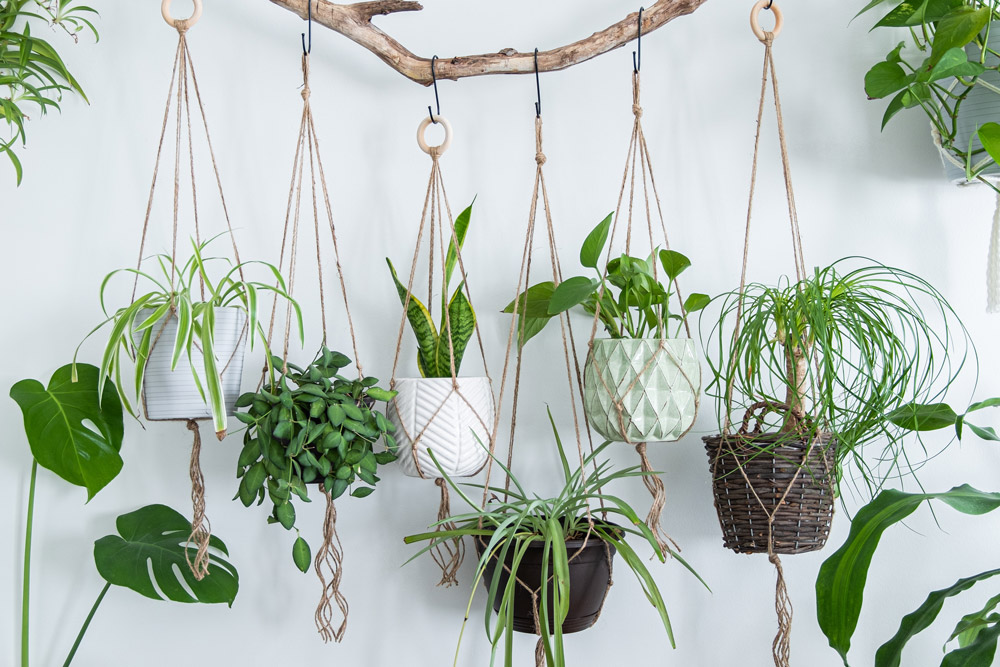 variety of hanging houseplants against a wall