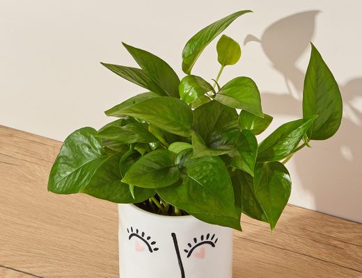 jade plant in a white artisan pot