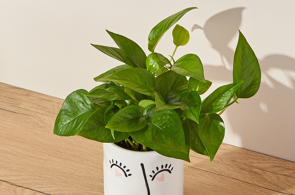 jade plant in a white artisan pot