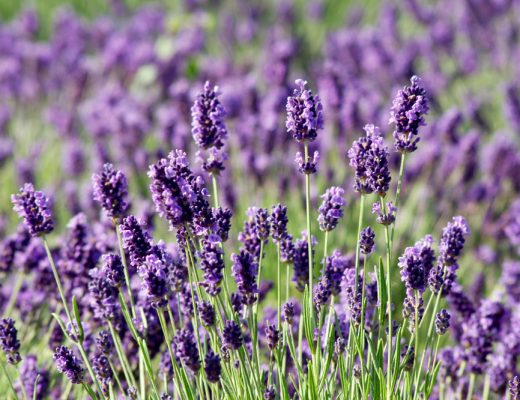 lavenders planted in a field