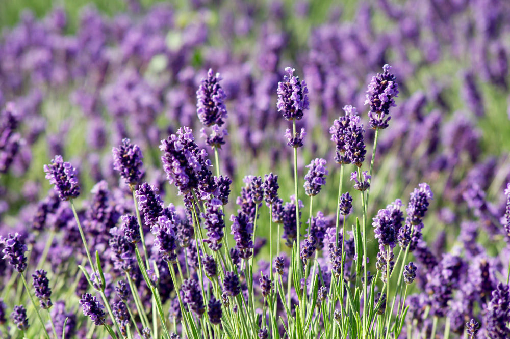 lavenders planted in a field