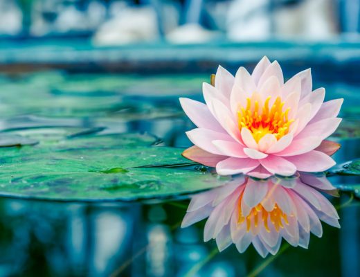 pink lotus flower floating on the water