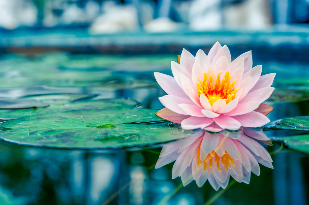pink lotus flower floating on the water