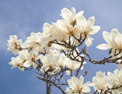 magnolia tree flowers