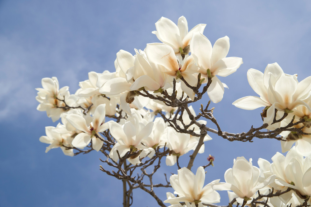 magnolia tree flowers