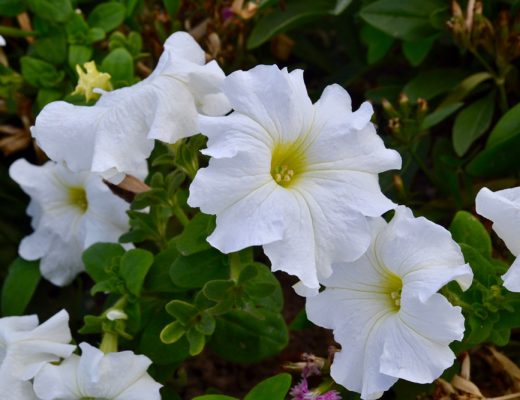 white moonflowers in a field