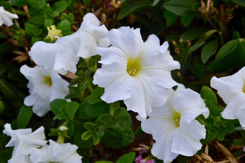 white moonflowers in a field
