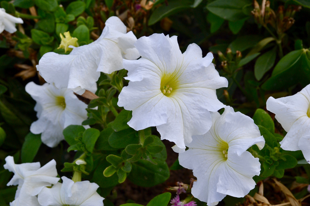 white moonflowers in a field
