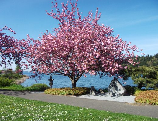 japanese cherry tree on the side of the road