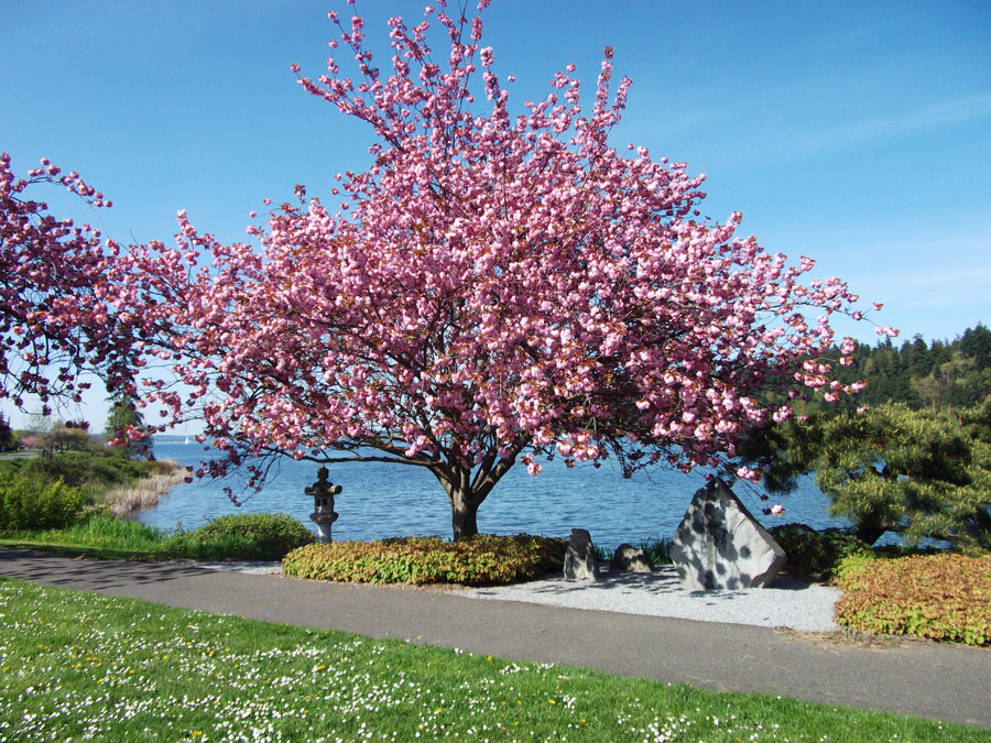 japanese cherry tree on the side of the road
